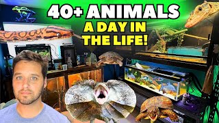 A Day in the Life of a REPTILE KEEPER 40 ANIMALS [upl. by Attenov]