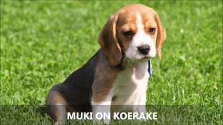 Koer Muki Muki on koerake [upl. by Slen]