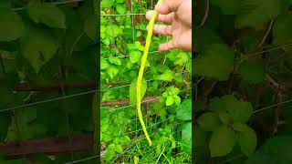 My Asparagus beans organicfarming organicvegetablegarden garden [upl. by Adnolat]