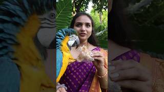 Macaw Parrot Eats Puthareku Sweet [upl. by Adolphus]