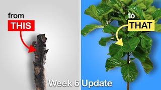 Easy way to get more branches on your Fiddle Leaf Fig or Rubber Tree Week 6 Update [upl. by Eisak690]