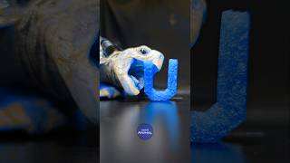 ASMR Mukbang Ultimate Blue Food 💙 Turtle Tortoise [upl. by Akienom974]