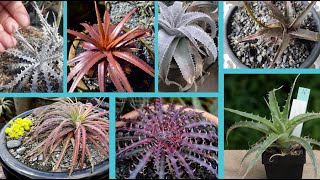 48 Increíbles Variedades de Dyckia   plantas bromelias [upl. by Nies]