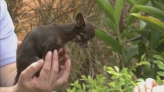 The worlds smallest dog Milly the Chihuahua awarded the Guinness World Record [upl. by Sondra851]