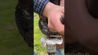 This Hoof Trim is so SATISFYING  hoof animals horse [upl. by Arquit]