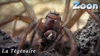 Une Tégénaire dévorant une mouche — a domestic house spider devouring a fly [upl. by Artinak]