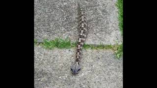 Bitis gabonica Gaboon viper Destro the Gaboon crawling caterpillar and eating [upl. by Chaker220]