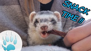 Frettchen frisst Leckerli  Ferret eats snack  Sazus Fellnasen [upl. by Nonac]