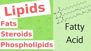 Lipids  Fats Steroids and Phospholipids  Biological Molecules Simplified 4 [upl. by Schultz]