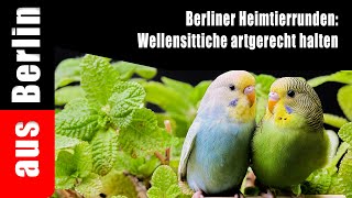 Berliner Heimtierrunden Wellensittiche artgerecht halten aus Berlin [upl. by Ralina]