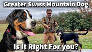 Greater Swiss Mountain Dog  Is It Right For You [upl. by Harraf]