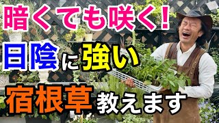 【日陰にお悩みの方必見】今日からあなたの庭が華やかに生まれ変わります 【カーメン君】【園芸】【おすすめ】【宿根草】 [upl. by Enorahs937]