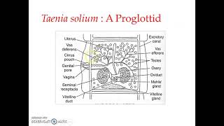 Taenia solium Lifecycle 1 [upl. by Nwahser741]