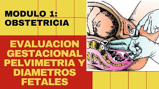 EVALUACION GESTACIONAL  PELVIMETRIA Y DIAMETROS FETALES [upl. by Fiora]