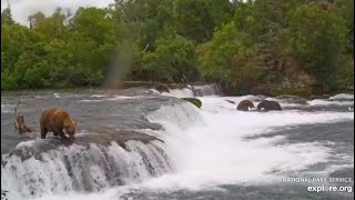 Katmai Brooks Falls Bear 32 tries to steal bear 747 fish 08212024 [upl. by Metzger913]