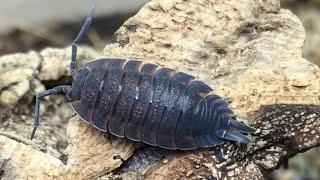 Porcellio scaber Isopod Care Guide [upl. by Ebenezer42]