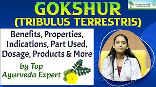 GOKSHUR Tribulus terrestris Benefits Properties Indications Part Used Dosage Products amp More [upl. by Arbe]