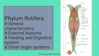 A brief introduction of Phylum Rotifera  Characters external structure and digestion in Rotifers [upl. by Charmian]