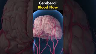 Blood Flow To Human Brain  Cerebral Blood Flow  Brain bloodflow humanbrain cbf [upl. by Ajram]