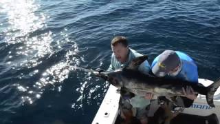 Broadbill Swordfish daytime Tag amp Release Exmouth Australia [upl. by Thanh]