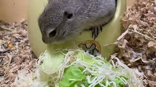 【リチャードソンジリス】野菜を食べて健康的なジリス プレーリードッグsóc ＃flickertail groundsquirrel [upl. by Drhcir]