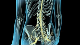 Epidural amp Spinal Anesthesia [upl. by Alle]