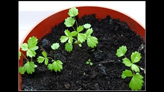 How to grow strawberry seed in bottle [upl. by Mortie]