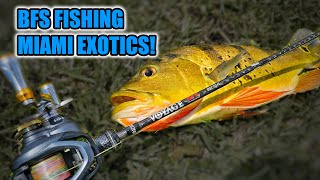 BFS Fishing Miami Canals for Exotic Fishes [upl. by Hardej977]