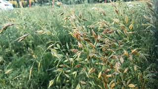 Ancient Grains  Rye brome The forgotten cereal Bromus secalinus Råglosta [upl. by Attennot]