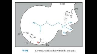 cholinesterase inhibitors [upl. by Katie]