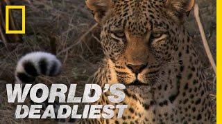 Leopards Revenge  Worlds Deadliest [upl. by Ynaitirb755]