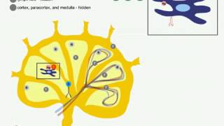 Les ganglions lymphatiques [upl. by Occir]