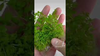 Lysimachia Nummularia Creeping Jenny  Aquarium Plants Factory aquariumplantsfactory reels short [upl. by Hurley]