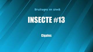 INSECTE 13 Cigales bruitage gratuit [upl. by Garibold]