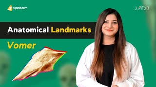 Vomer Bone  Anatomical Landmarks  Medical Student Exam Study Tips  VLearning™ [upl. by Mathur]