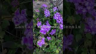 Lantana montevidensis  Purple Trailing Lantana lantana flowers [upl. by Luna802]