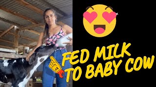 fed milk to baby cow  cow milking video village life vlog [upl. by Ostler]