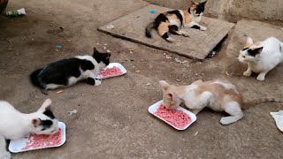 Poor street cats need foodWhat beautiful cats kittens [upl. by Bury]