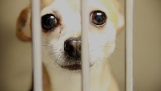 Animal Control Pet Adoption PSA Full 100 [upl. by Modla]