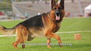 German Shepherds The licketysplit dog that cant be ignored [upl. by Condon]