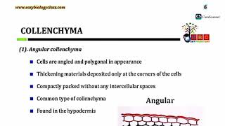 simple permenent tissue part 2 collenchyma and its types [upl. by Nuahsyt]