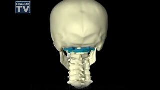 El Atlas la primer vertebra y sus efectos en la salud [upl. by Xella]