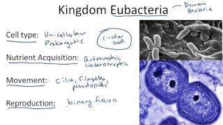 Kingdom Eubacteria [upl. by Ainig]