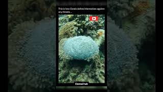 How corals protects themselves ETERNAL HUB  shorts eternalhub science sciencehub [upl. by Ellora]