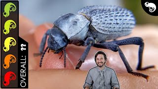 Blue DeathFeigning Beetle The Best Invertebrate [upl. by Stouffer]