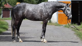 PROSPECT JUMPERHICKOCK 2019 gelding by Hickstead White ANSporthorses [upl. by Priscella]