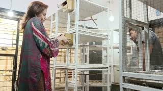 Gouldian Finches breeding setup birds aviary Lahore [upl. by Tennies]