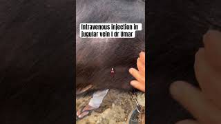 Intravenous injection in jugular vein I dr Umar khan [upl. by Akemihs]