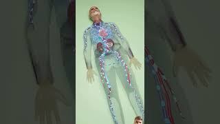 Heart Attack 💔 3danimation amazingfacts factsinhindi interestingfacts factshorts gaming [upl. by Erida661]