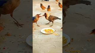 baby birds eating food 😋🥝 viralshorts shortsfeeds [upl. by Retrak]